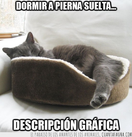 gato,dormir,patita,gris,cama